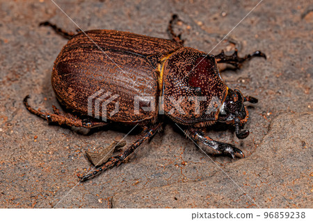 Adult Rhinoceros Beetle Adult Rhinoceros Beetle 96859238