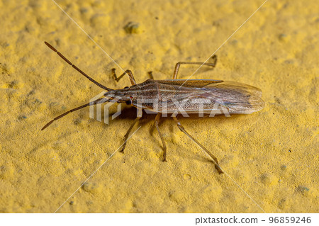 Small Adult Stink Bug 96859246