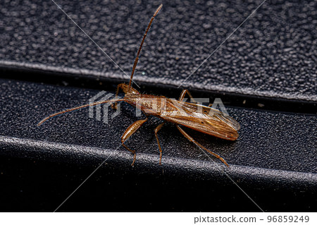 Adult Seed Bug Adult Seed Bug 96859249