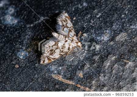 Adult Crambid Moth Adult Crambid Moth 96859253