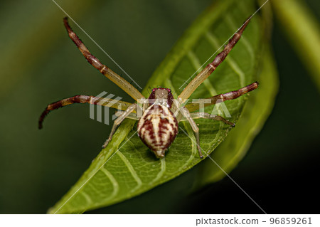 Small Female Crab Spider Small Female Crab Spider 96859261