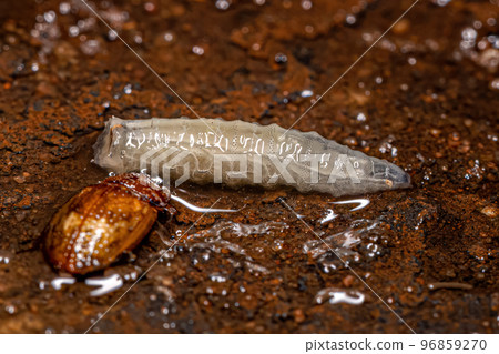 Brachyceran Fly Larva Brachyceran Fly Larva 96859270