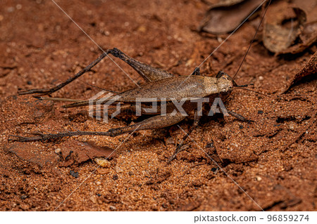 Adult True Cricket Adult True Cricket 96859274