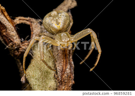 Small Female Crab Spider 96859281