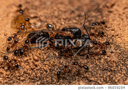 Adult Female Big-headed Ants preying on an Adult Male Winged Carpenter Ant 96859284