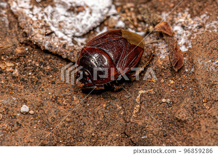 Adult Burrowing Bug 96859286