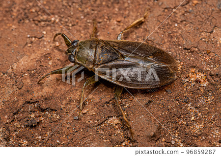 Adult Giant Water Bug 96859287