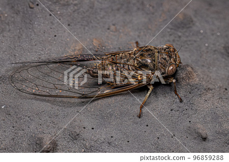 Adult Typical Cicada Adult Typical Cicada 96859288