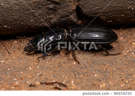 Adult Pedunculate Ground Beetle 96859293