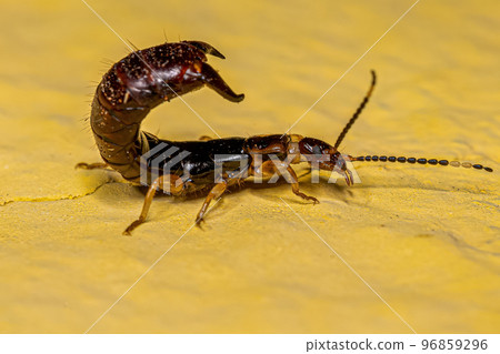 Small Common Earwig Small Common Earwig 96859296