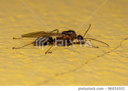 Adult Male Winged Carpenter Ant Adult Male Winged Carpenter Ant 96859301