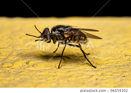 Adult House Fly Adult House Fly 96859302