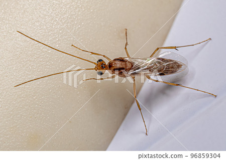 Adult Male Winged Trap-jaw Ant Adult Male Winged Trap-jaw Ant 96859304