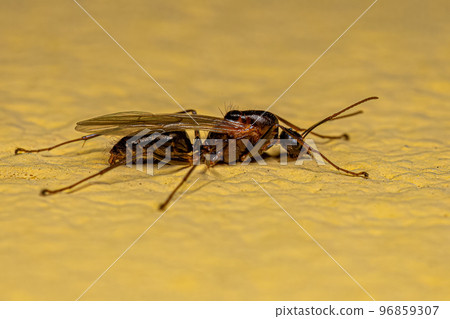 Adult Male Winged Carpenter Ant 96859307