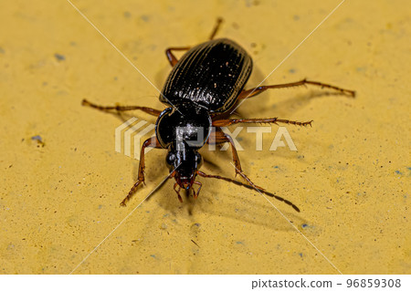 Adult Ground Beetle 96859308
