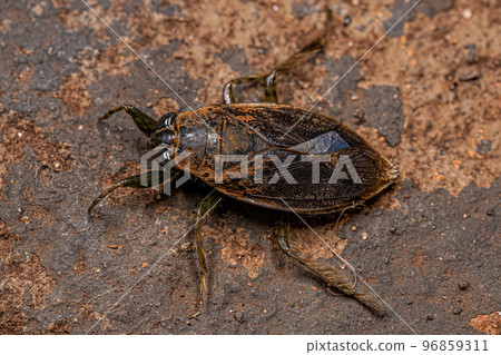 Adult Giant Water Bug Adult Giant Water Bug 96859311