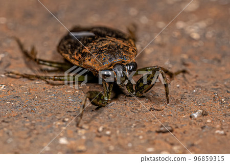 Adult Giant Water Bug Adult Giant Water Bug 96859315