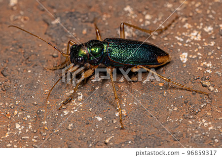 Adult Metallic Tiger Beetle Adult Metallic Tiger Beetle 96859317