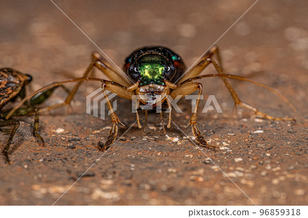 Adult Metallic Tiger Beetle Adult Metallic Tiger Beetle 96859318