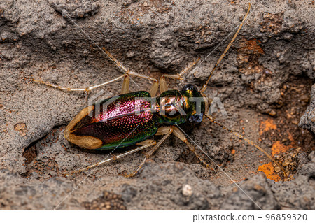 Adult Metallic Tiger Beetle Adult Metallic Tiger Beetle 96859320