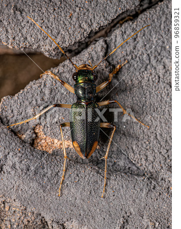 Adult Metallic Tiger Beetle Adult Metallic Tiger Beetle 96859321