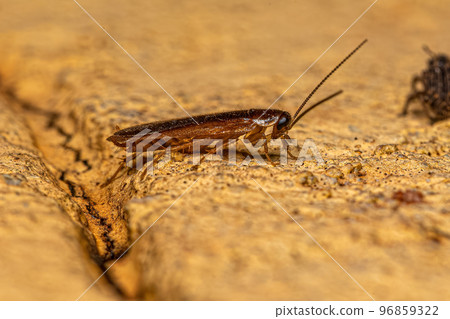 Adult Sand Cockroach Adult Sand Cockroach 96859322