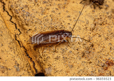 Adult Sand Cockroach 96859323