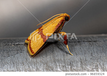 Adult Scaly-legged Pyralid Moth 96859324