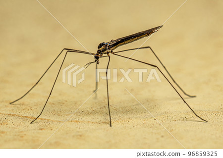Adult Limoniid Crane Fly Adult Limoniid Crane Fly 96859325