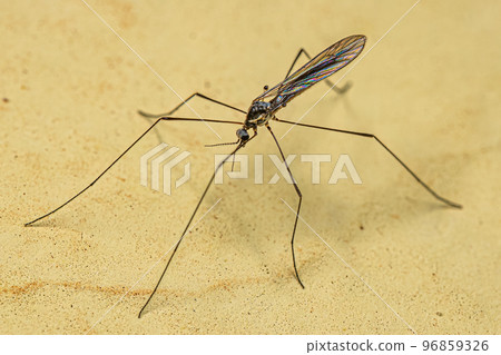 Adult Limoniid Crane Fly Adult Limoniid Crane Fly 96859326