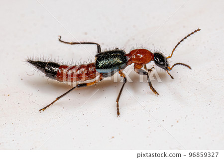 Adult Whiplash Beetle Adult Whiplash Beetle 96859327