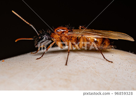 Adult Female Carpenter Queen Ant Adult Female Carpenter Queen Ant 96859328