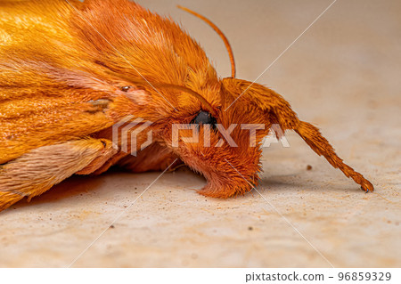 Adult Female Slug Caterpillar Moth Adult Female Slug Caterpillar Moth 96859329