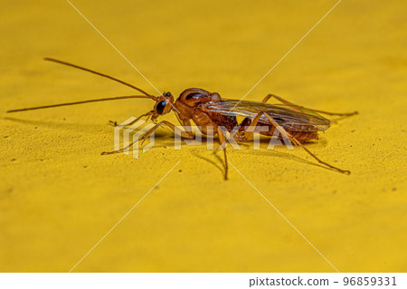 Adult Male Winged Trap-jaw Ant 96859331