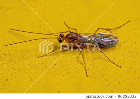 Adult Male Winged Trap-jaw Ant Adult Male Winged Trap-jaw Ant 96859332