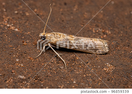 Adult Moth Insect 96859339