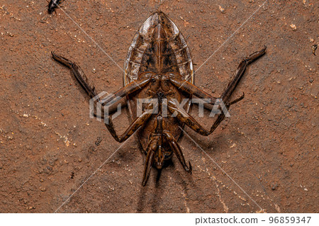 Adult Giant Water Bug Adult Giant Water Bug 96859347