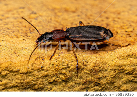 Adult Ground Beetle Adult Ground Beetle 96859350