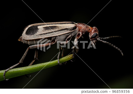Adult Burning Blister Beetle 96859356