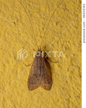 Adult Caddisfly Insect Adult Caddisfly Insect 96859365