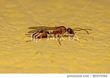 Adult Male Winged Ant 96859366