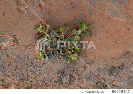 Small Asthma Plant 96859367