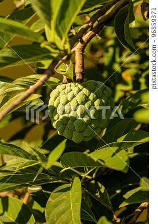 Sweetsop Green Fruit 96859371
