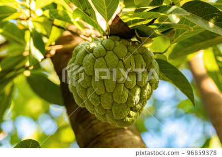 Sweetsop Green Fruit 96859378