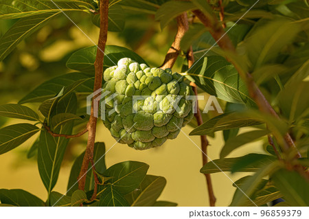 Sweetsop Green Fruit 96859379