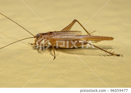 Adult True Cricket Adult True Cricket 96859477