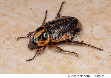 Adult Scarab Beetle Adult Scarab Beetle 96859480
