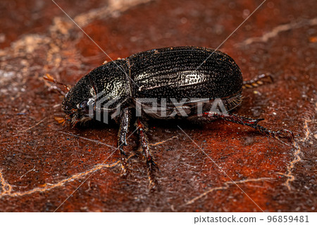 Adult Shining Leaf Chafer Beetle Adult Shining Leaf Chafer Beetle 96859481