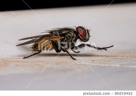 Adult Muscoid Fly Adult Muscoid Fly 96859482