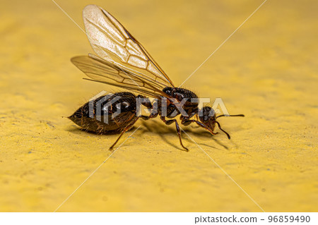 Adult Female Cocktail Ant Queen 96859490